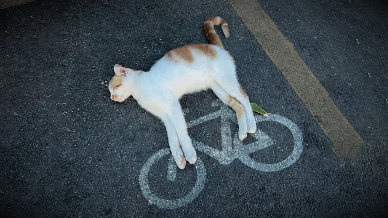 10 типов велосипедистов, которых вы точно встречали (версия 2.0)